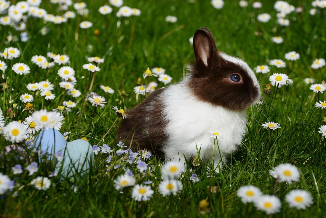 Rabbit in a Field of Daisies